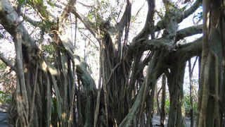 のんびり見れます。