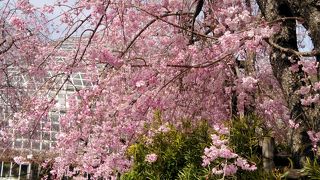 しだれ桜で春爛漫