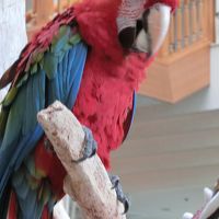 ロビーにいるベニコンゴウインコのオスカー。