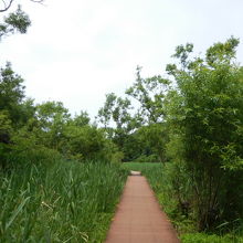ヨシ原の湿地帯