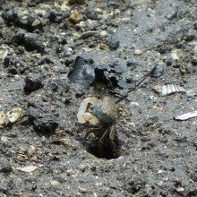 干潟に入ると足元に小さなカニがウジャウジャいます