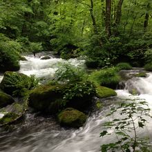 苔の生えた岩がたくさん見えたらこの場所です