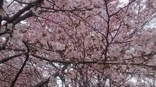 桜が綺麗でした