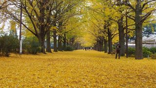 イチョウが綺麗でした