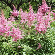 園芸種のショウマ