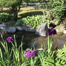 やっと見つけた！菖蒲