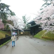 大雨でも観光客が多くさくらは壮観だった。