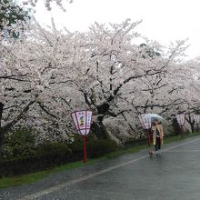 追手門手前の桜並木です