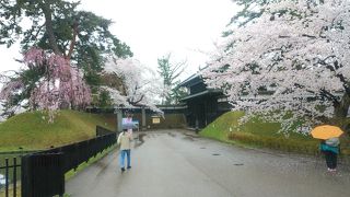 大雨でも観光客が多くさくらは壮観だった。