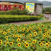 見ごたえがある花壇