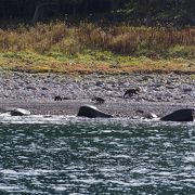 ヒグマが見られました