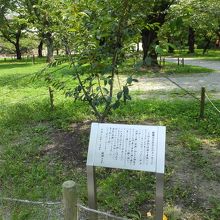 八重の桜、を思い出します。