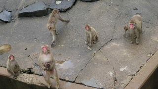亜熱帯を体験、猿山もあるよ