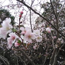 10月に咲く桜