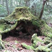 幻想的な苔の森