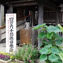 本堂前のハス、花には早過ぎました