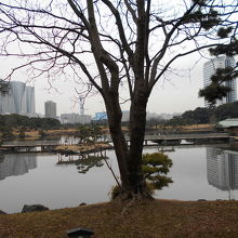 海水の池 By Teratanicho 浜離宮恩賜庭園 潮入の池のクチコミ フォートラベル