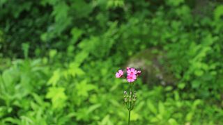 のんびり散歩にちょうどよい