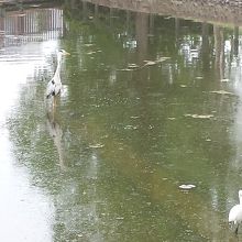 菖蒲園の水鳥(サギ)