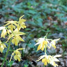 ラン科のキエビネ