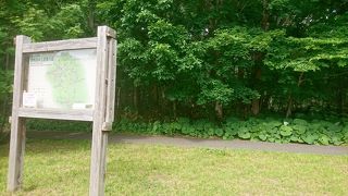 最近、クマが出没