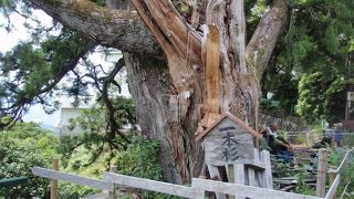 京都一周トレイル東山コースを歩き一本杉に登り百穴古墳群に下りました