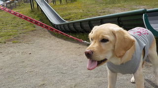犬がたくさんいて楽しい