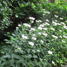 あちこちに草花が