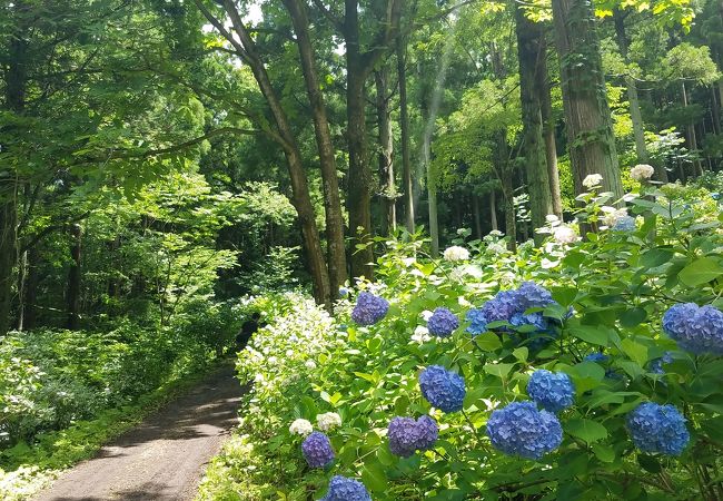 たくさんの紫陽花に癒されます。