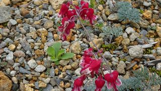 ハーブや高山植物が手軽に楽しめる （中之条山の上庭園）