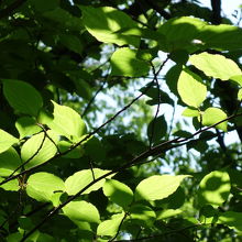 木漏れ日が優しい