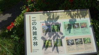 東京ど真ん中の雑木林