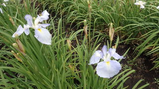 八紘学園花菖蒲園