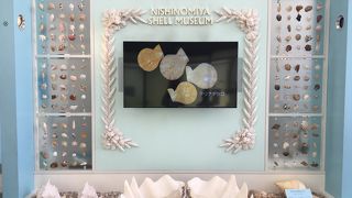 お子様も大人も地味に楽しめる貝の博物館