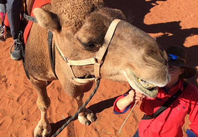 とにかくラクダがかわいい。ラクダに乗りながらのエアーズロックは最高の体験。