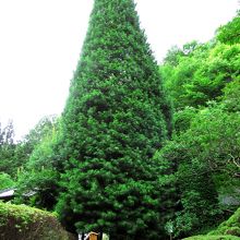 境内に立つ大きな高野槇の木