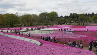 秩父の花といえば芝桜