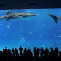 水族館で一番好き