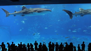 水族館で一番好き