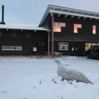 リパンとは雷鳥の意味