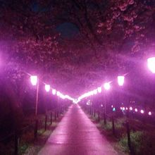 権現堂桜堤の夜桜1