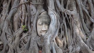 菩提樹に包まれた仏頭