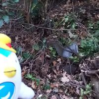 おまけ　駅で遭遇したリスさん♪