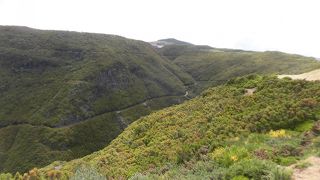 マデイラ島の月桂樹林