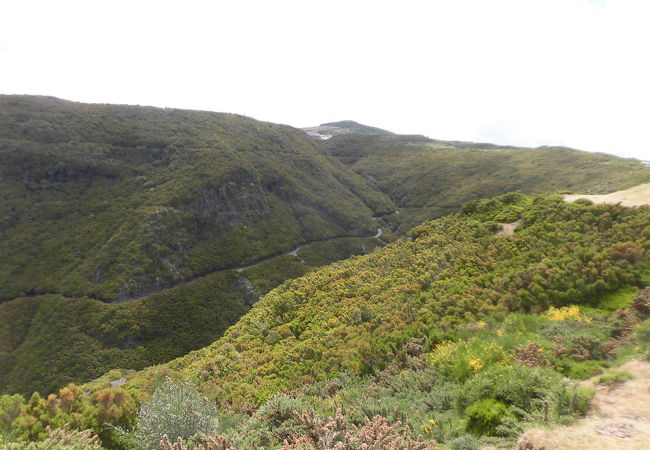 マデイラ島の月桂樹林