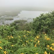 霧雨の八島湿原は幻想的でした