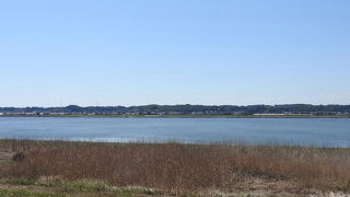 コウノトリが見られました。