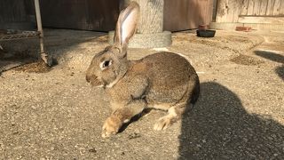 うさぎの楽園