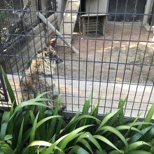 なにかどうぶつ