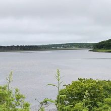 タンチョウヅルが1羽だけ観れました。